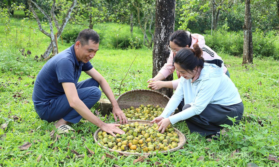 M&ugrave;a hồng kh&ocirc;ng hạt Xu&acirc;n V&acirc;n