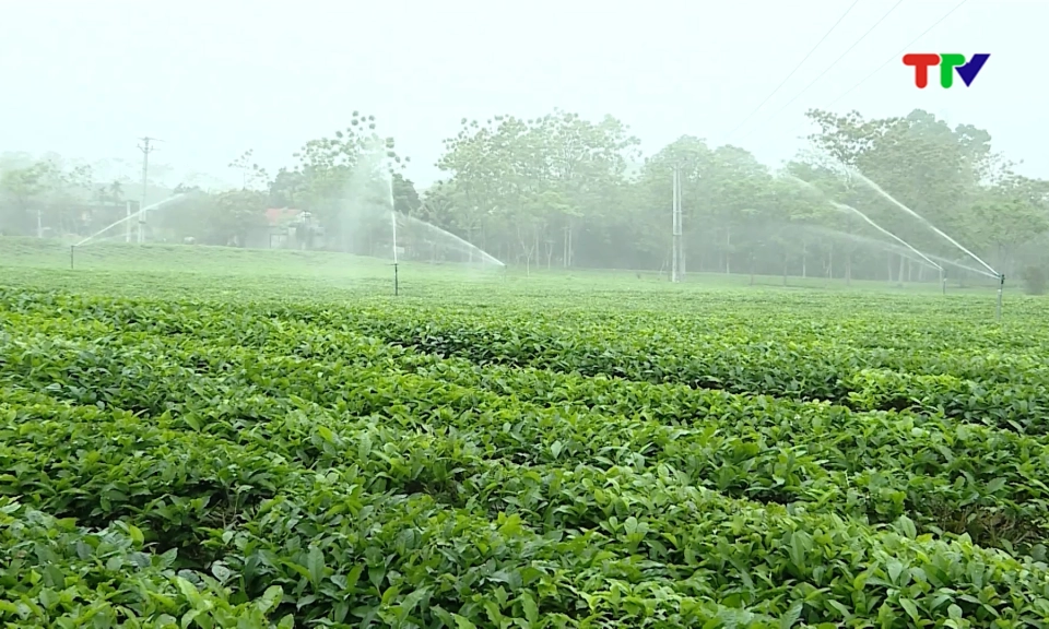Đảm bảo cung ứng nguy&ecirc;n liệu sạch cho chế biến ch&egrave;.