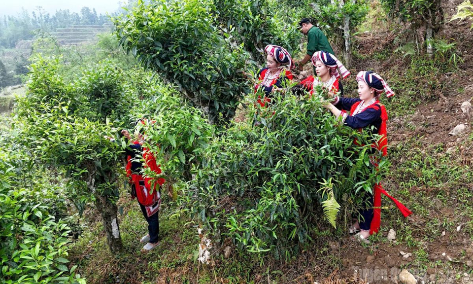 Tuần ho&agrave;n xanh từ ch&egrave; Shan tuyết Hồ Thầu