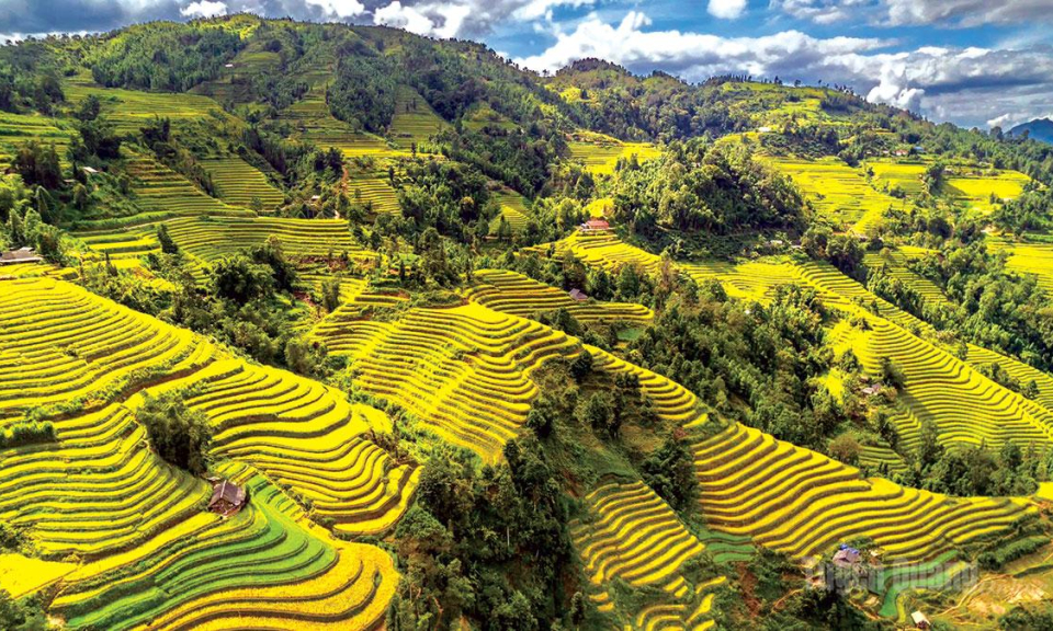 M&ugrave;a v&agrave;ng tr&ecirc;n miền di sản