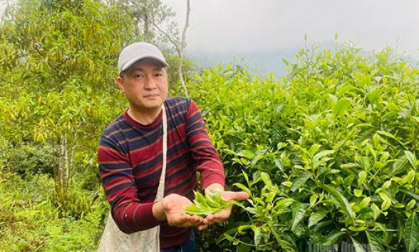 D&acirc;n vận kh&eacute;o để n&acirc;ng gi&aacute; trị c&acirc;y ch&egrave;