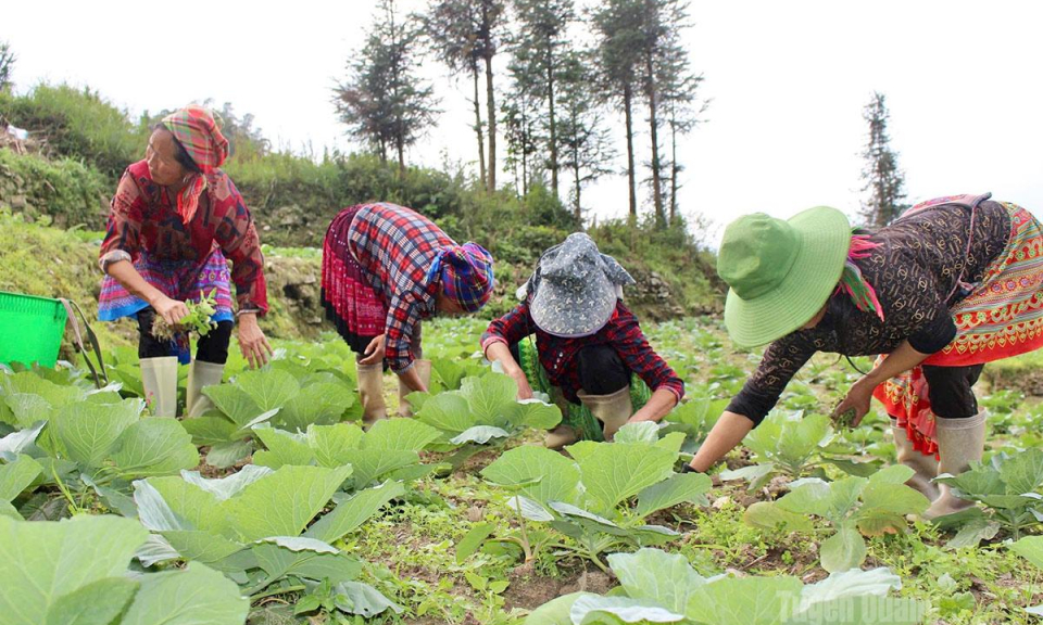 Đổi mới tư duy sản xuất vụ đ&ocirc;ng