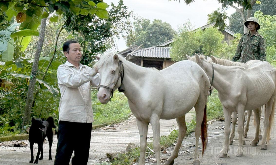 Nghề nu&ocirc;i ngựa ở Kh&acirc;u Tr&agrave;ng