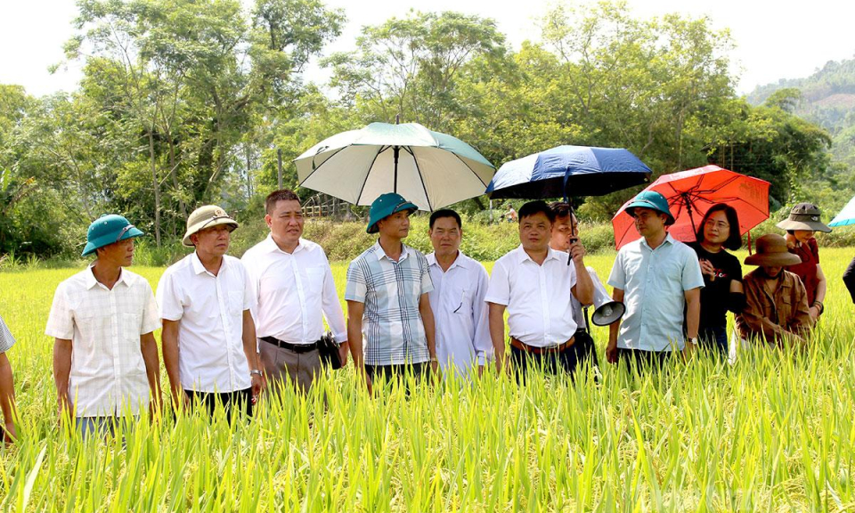 Hội nghị v&ugrave;ng sản xuất l&uacute;a giống Tẻ nương H&agrave; Giang v&agrave; giới thiệu c&aacute;c giống l&uacute;a mới