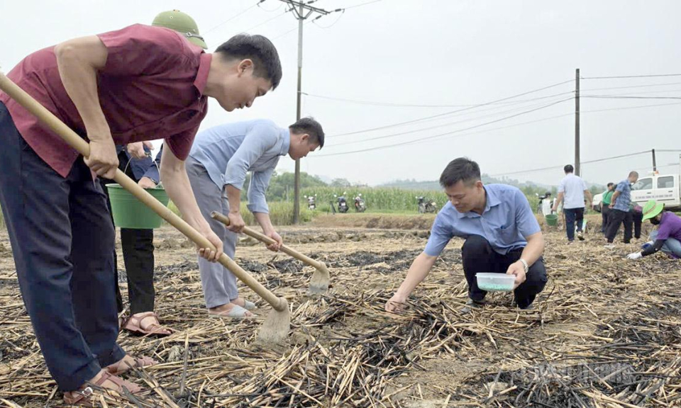 Bắc Quang ph&aacute;t động trồng c&acirc;y vụ Đ&ocirc;ng năm 2026
