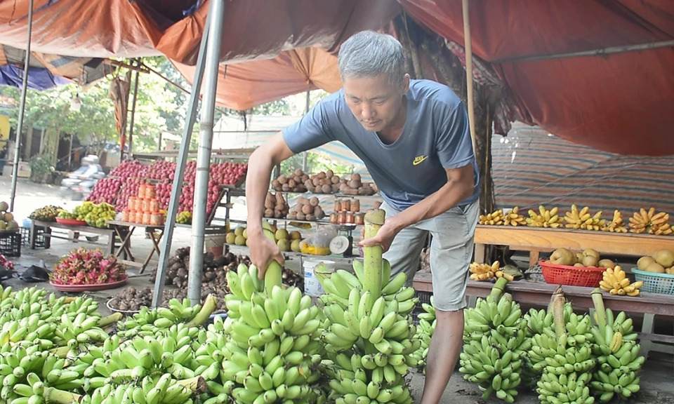 Triển vọng c&acirc;y chuối Tiến Vua tr&ecirc;n đất Y&ecirc;n Ph&uacute;