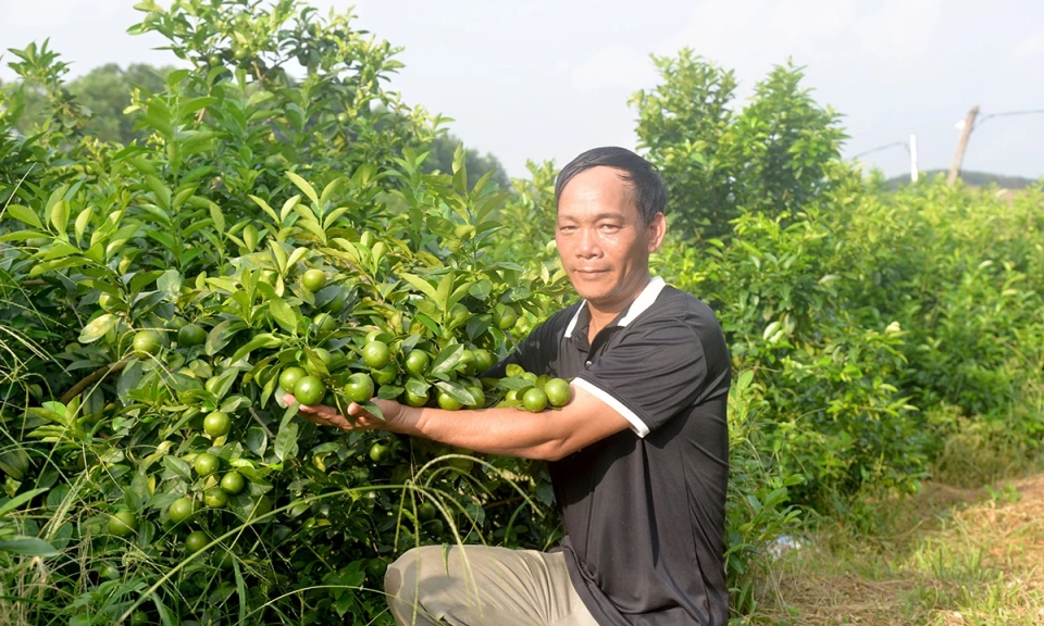 L&agrave;m gi&agrave;u từ c&acirc;y chanh tứ m&ugrave;a