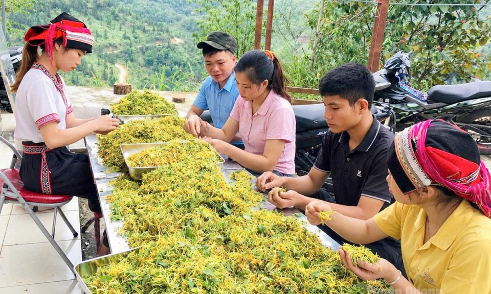 Ph&aacute;t triển v&ugrave;ng dược liệu qu&yacute;