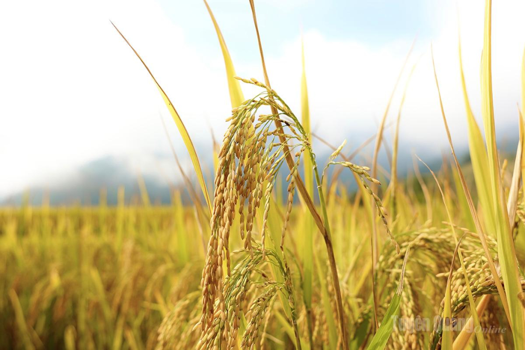 Từng bông lúa trĩu hạt trong ánh nắng ban mai… Hương lúa hòa quyện vào cùng gió núi trong lành khiến bước chân ai cũng như chậm lại để tận hưởng vẻ đẹp mộc mạc mà say đắm.