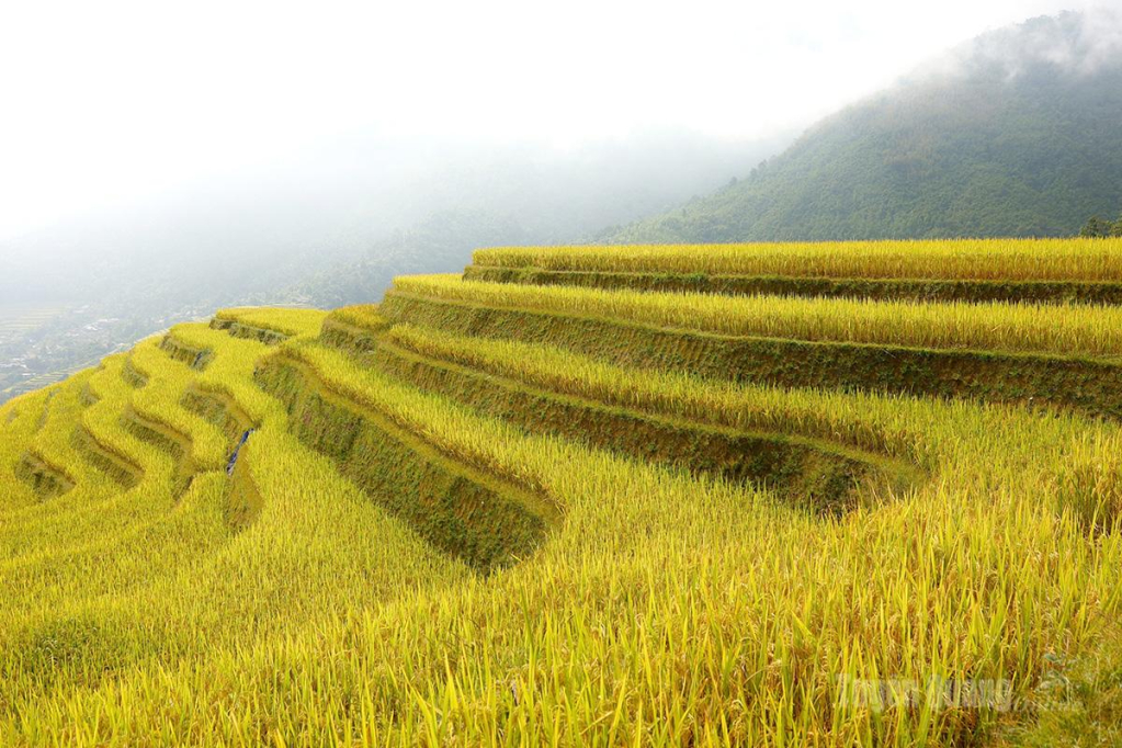 Ruộng bậc thang không chỉ là cảnh quan mà còn là thành quả lao động của nhiều thế hệ gắn với sinh kế, tập quán canh tác của đồng bào dân tộc Dao nơi đây (Khuổi My hiện có 214 hộ dân, 100% là đồng bào dân tộc Dao).