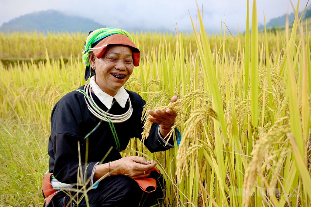 Niềm vui của người nông dân khi lúa được mùa.