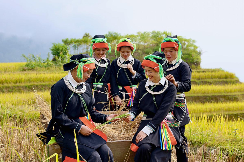 Giữa màu vàng của lúa chín, sắc áo truyền thống của đồng bào dân tộc Dao càng trở nên nổi bật.
