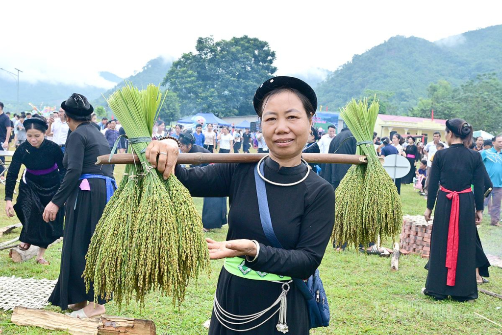 Lúa nếp sáng sớm nay đã được các đội gặt bó thành cum.