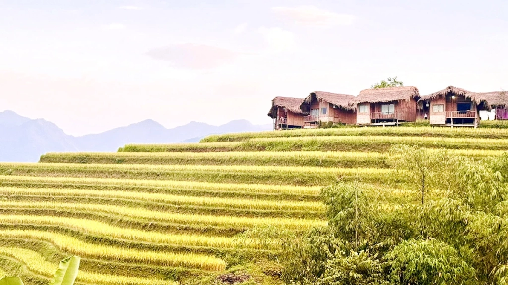 Những đường cong ruộng bậc thang uốn mình theo triền núi, tạo nên nét duyên mềm mại của mùa vàng Nậm Hồng.