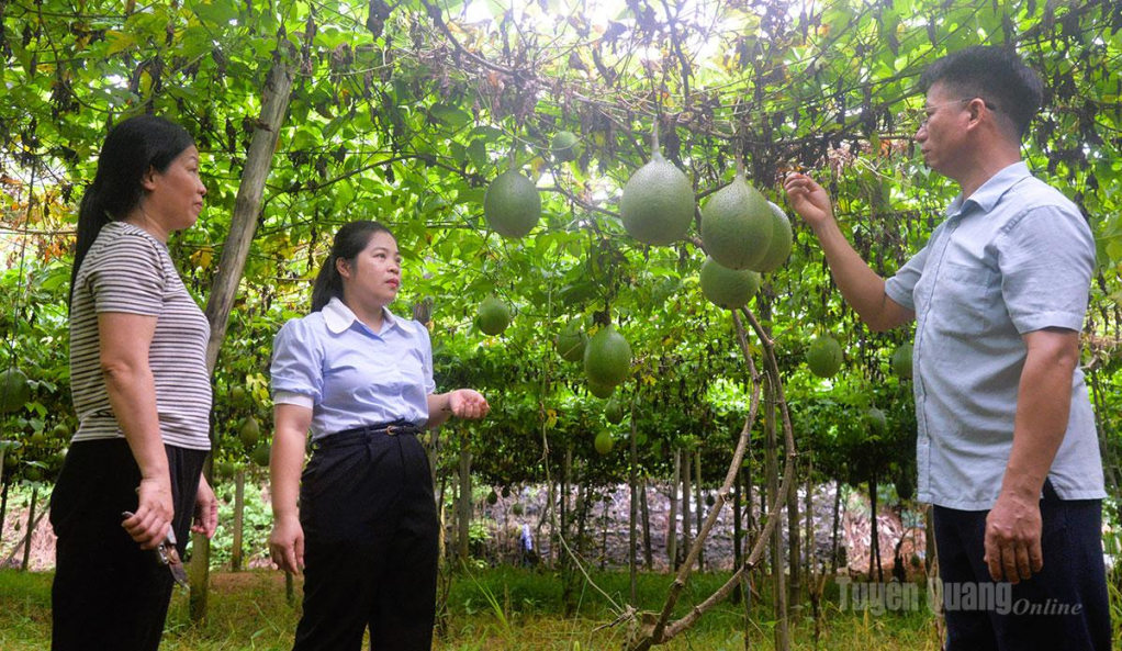 Người dân thôn Quang Hải nâng cao thu nhập từ cây gấc, một trong nhóm “3 cây, 3 con”  chủ lực được xã Kim Bình lựa chọn phát triển theo hướng hàng hóa.