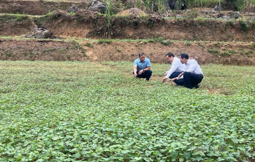 Lãnh đạo xã Lũng Cú kiểm tra những nương Tam giác mạch trồng gối vụ.