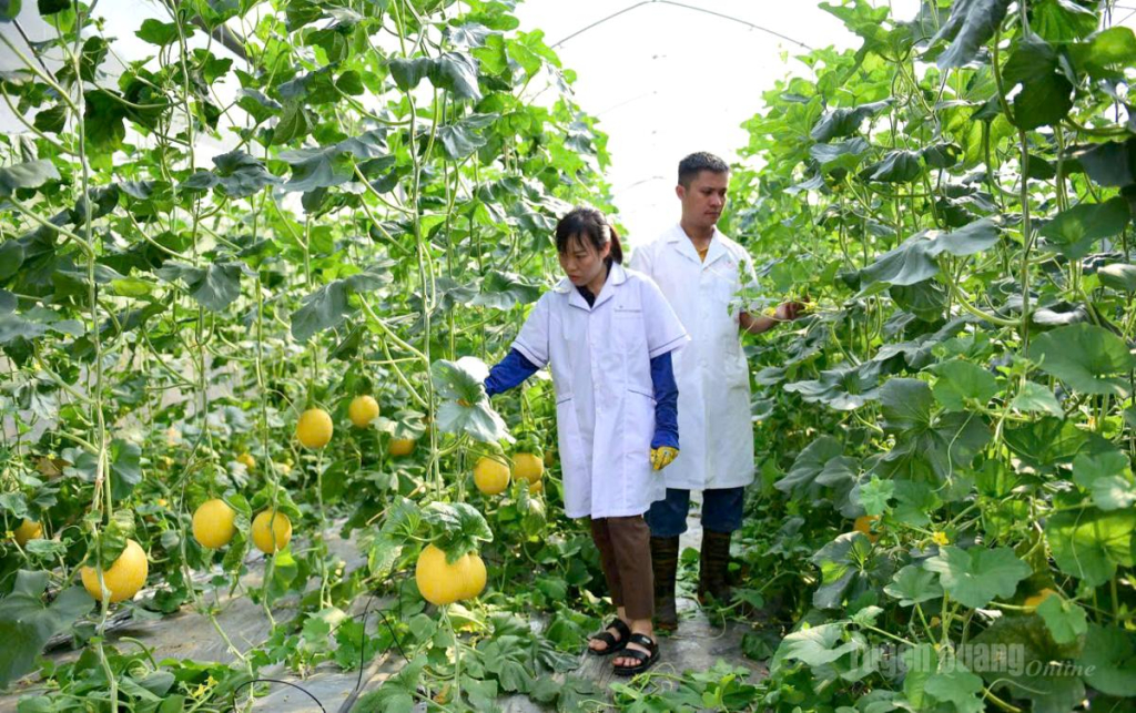 Anh Nguyễn Việt Lâm, xã Tân Thanh với mô hình trồng dưa lưới đem lại thu nhập cao.