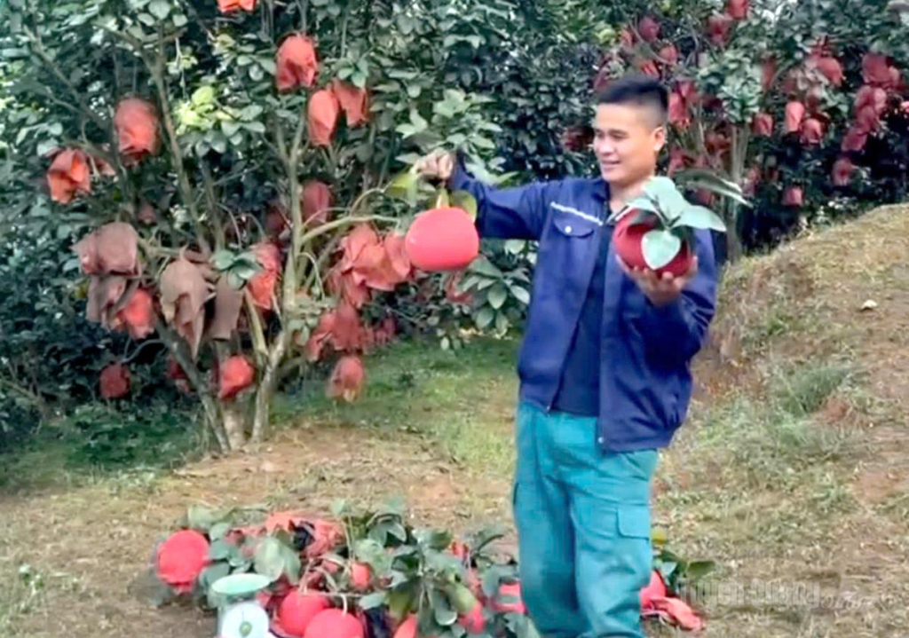 Anh Hoàng Văn Nghiệp ở thôn Cánh Vần, xã Lực Hành thành công với mô hình trồng bưởi đỏ đem lại giá trị kinh tế cao.