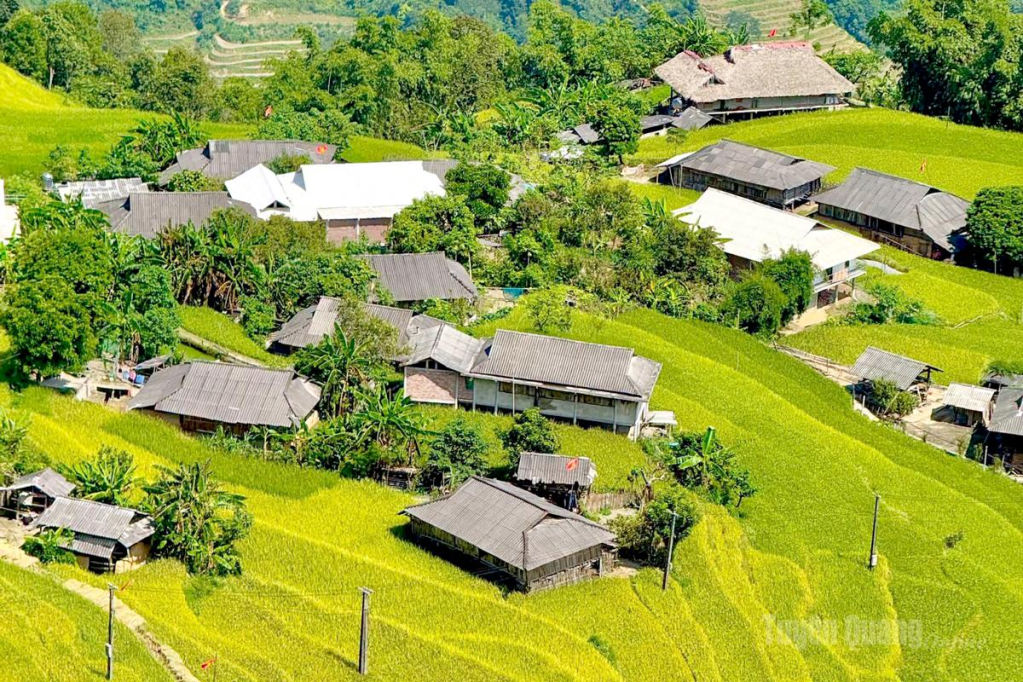 Lúa chín vàng ở  Bản Phùng, xã Bản Máy.