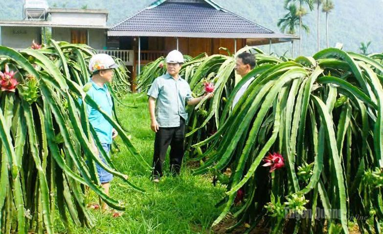 Người dân thôn Đồng Hương, xã Đồng Yên phát triển kinh tế nhờ trồng cây Thanh long ruột đỏ.