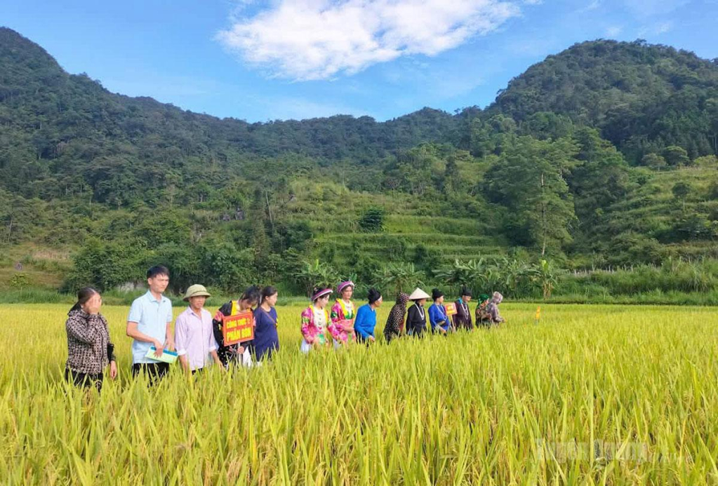 Mô hình trồng lúa chất lượng cao được đảng viên, Nhân dân xã Nghĩa Thuận tích cực tham gia.