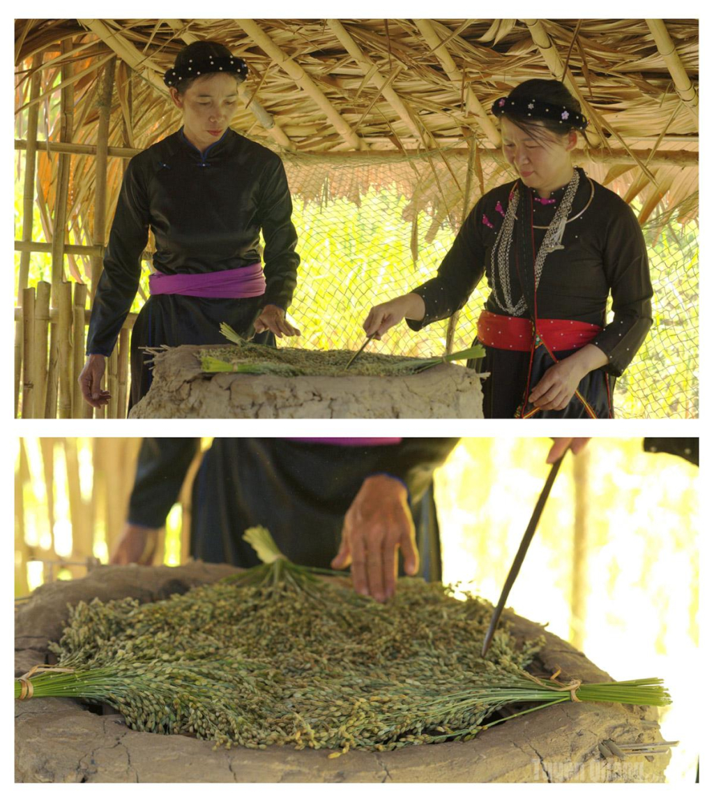  Sau khi cắt, lúa được chia thành từng bó nhỏ và đặt lên phên tre tươi trên bếp lò để sấy. Bếp đun củi nhằm giúp cốm dậy mùi hơn, đồng thời cũng thử thách sự khéo léo của người làm cốm khi phải vừa canh mức lửa thích hợp, vừa nhanh tay lật giở các bó lúa sấy đều các hạt.