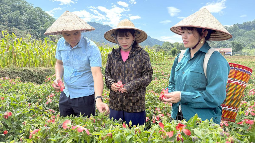 Nông dân xã Kiên Đài phát triển mô hình trồng cây sâm bố chính cho thu nhập cao.