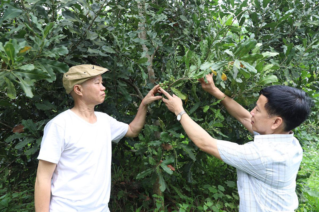 Lãnh đạo xã Hùng An kiểm tra mô hình trồng cây mắc ca của gia đình ông Dương Văn Máy (trái).