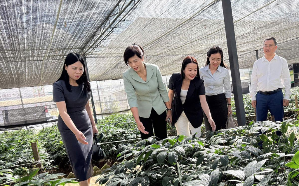 Đoàn khảo sát tình hình phát triển ngành công nghiệp tam thất tại Khu Công nghiệp Tam Thất Văn Sơn.