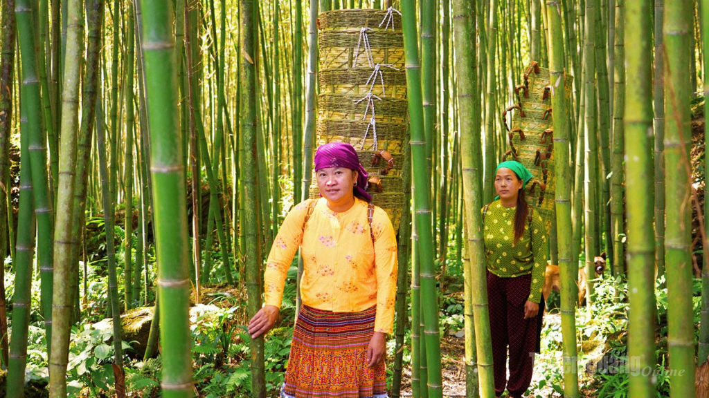 Hy vọng trong thời gian tới, rừng trúc Lùng Hẩu sẽ phát huy giá trị kép, vừa phát triển du lịch, vừa là vùng nguyên liệu bền vững cho nghề đan lát truyền thống.