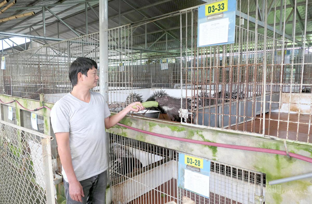 Dự án ứng dụng khoa học kỹ thuật nuôi nhím bờm theo hướng sản xuất hàng hóa tại xã Vị Xuyên do Hợp tác xã Tấn Đạt chủ trì, triển khai.