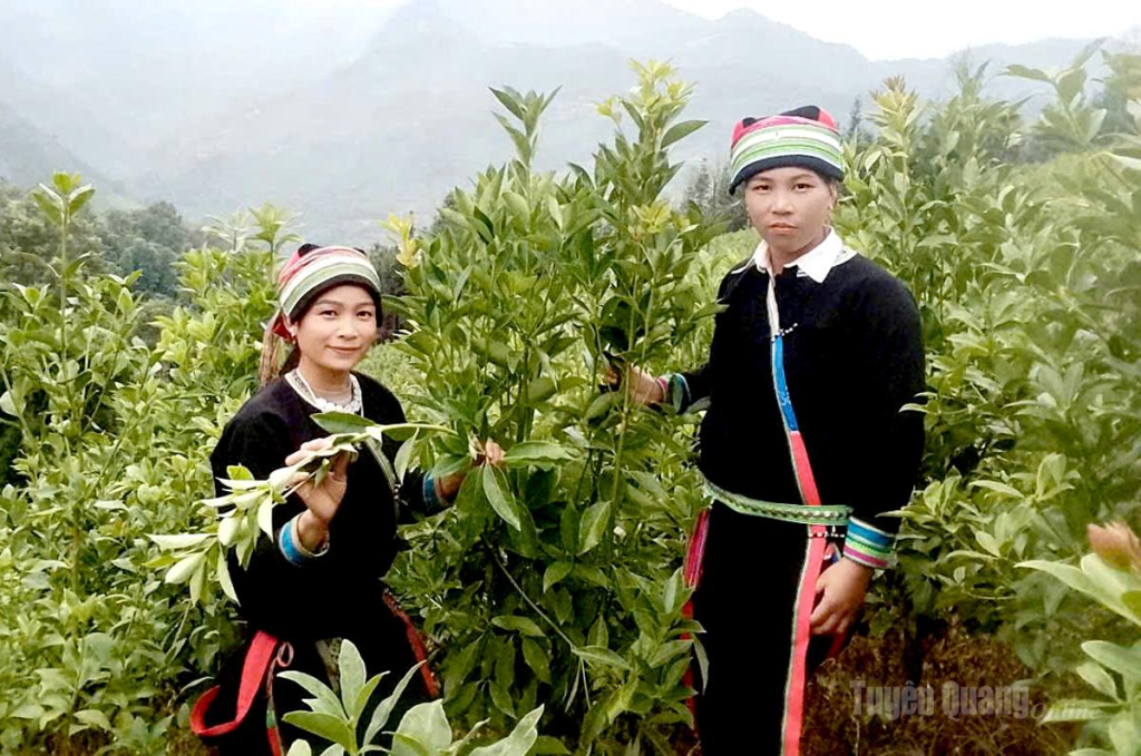 Mô hình trồng cây hồi của hội viên phụ nữ xã Ngọc Long.