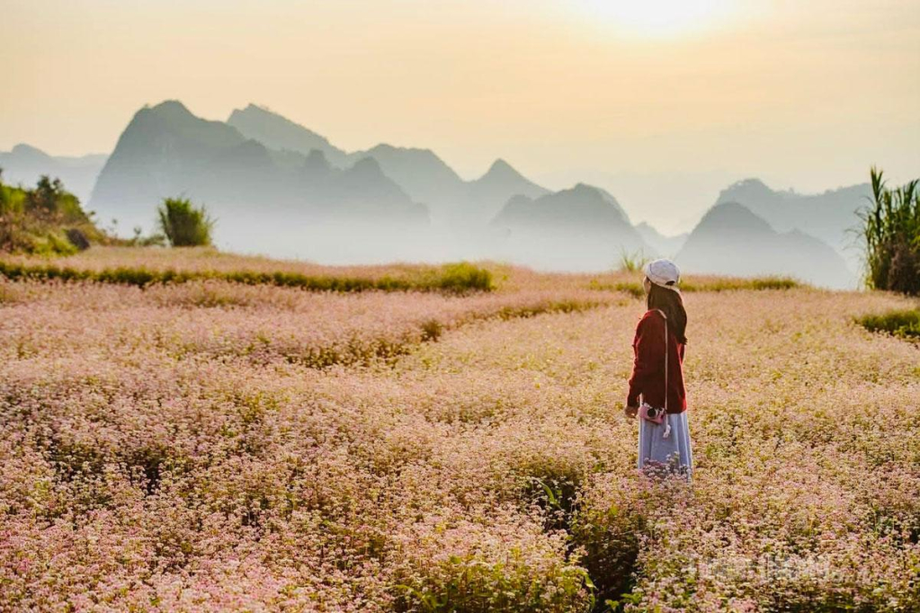 Những thảm hoa Tam giác mạch nở rộ trên các triền đá Lũng Cú, sẵn sàng đón bước chân du khách trong mùa lễ hội.