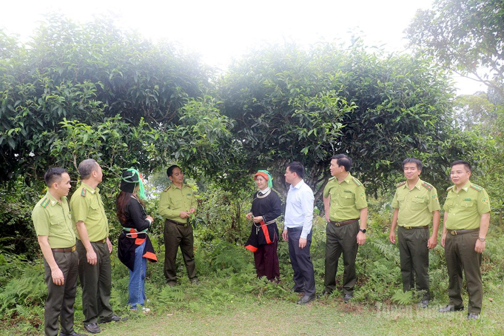 Chi cục Kiểm lâm tỉnh, Tổ chức CARE khảo sát thực tế Quần thể cây Di sản chè Shan tuyết cổ thụ thôn Lùng Tao, xã Cao Bồ.