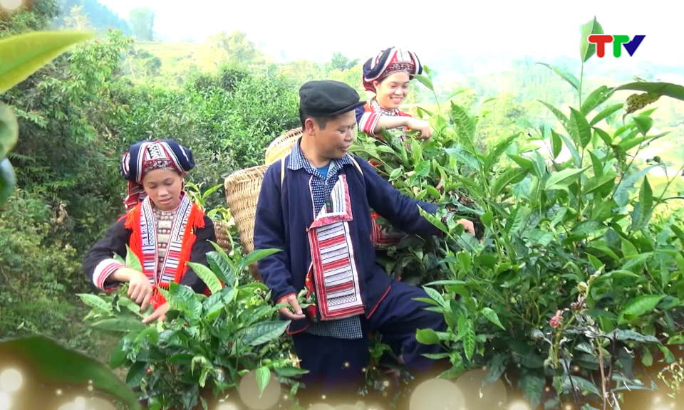 C&acirc;y ch&egrave; &ndash; Hướng ph&aacute;t triển kinh tế ở Hồ Thầu