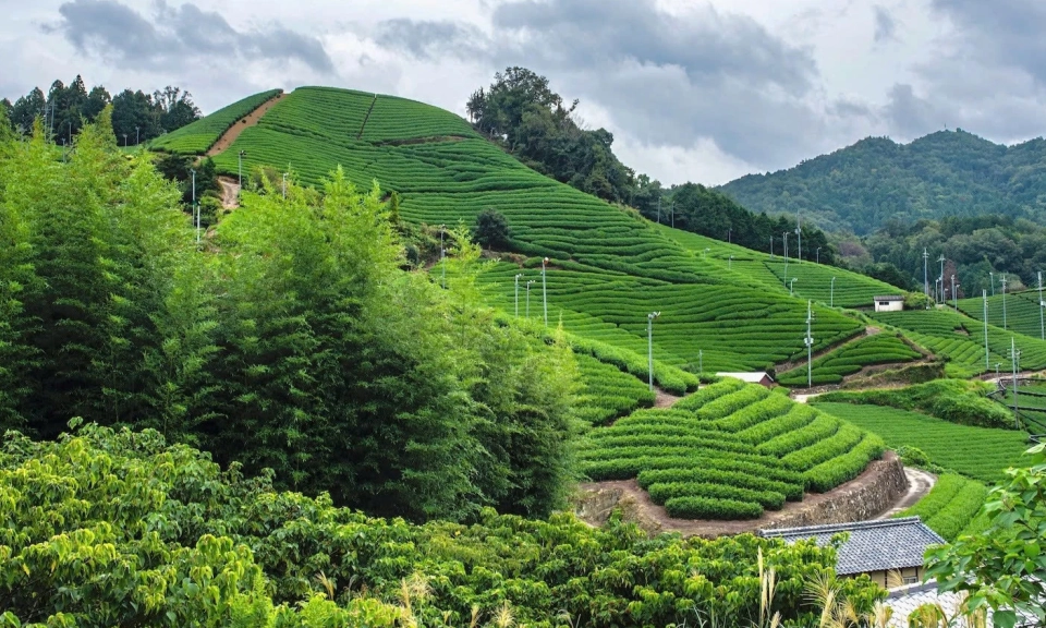 Matcha Nhật Bản trong cuộc đua gi&aacute; trị