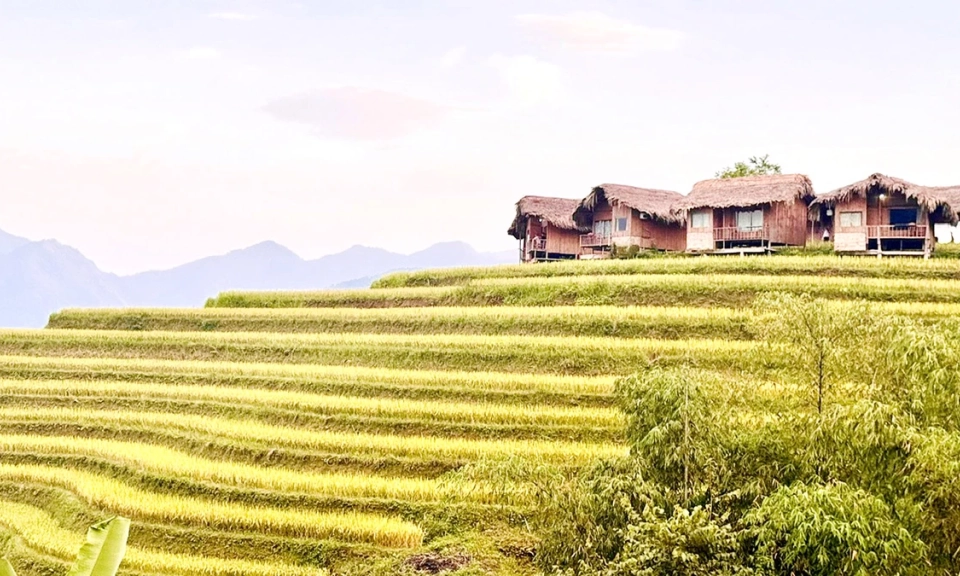 Nậm Hồng m&ugrave;a v&agrave;ng vẫy gọi