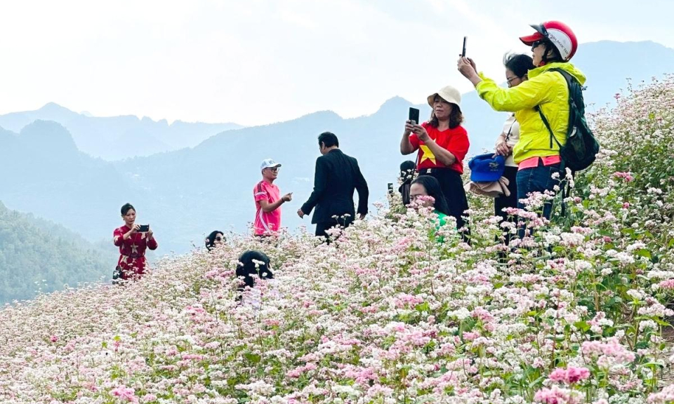 M&ugrave;a hoa sinh kế tr&ecirc;n đ&aacute;
