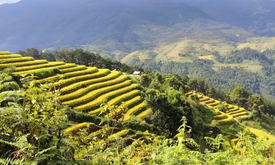Kết nối di sản văn h&oacute;a ruộng bậc thang