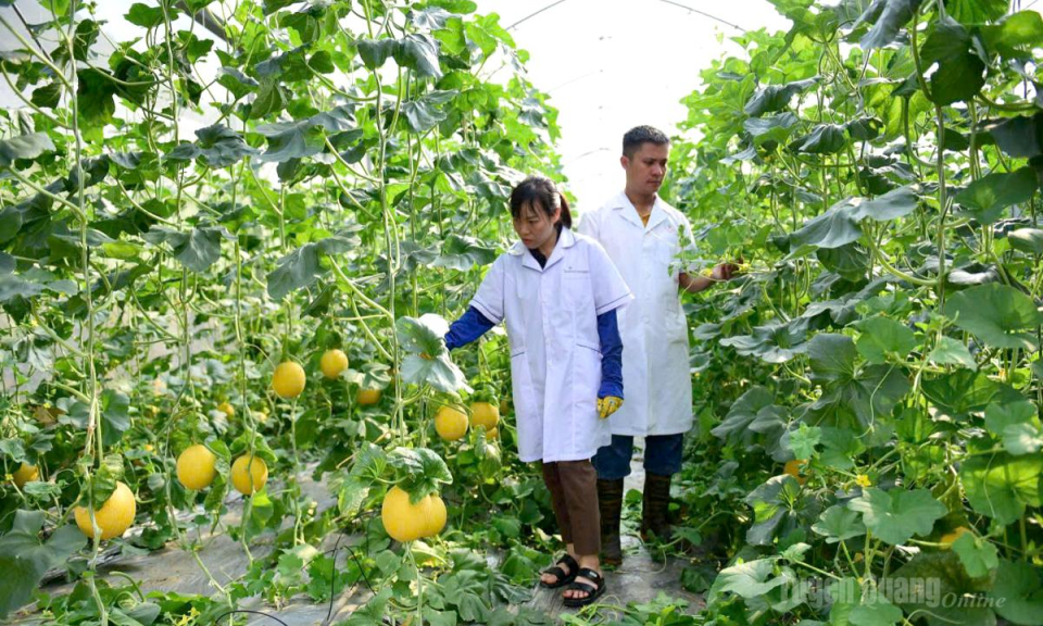Những cử nh&acirc;n l&agrave;m n&ocirc;ng d&acirc;n