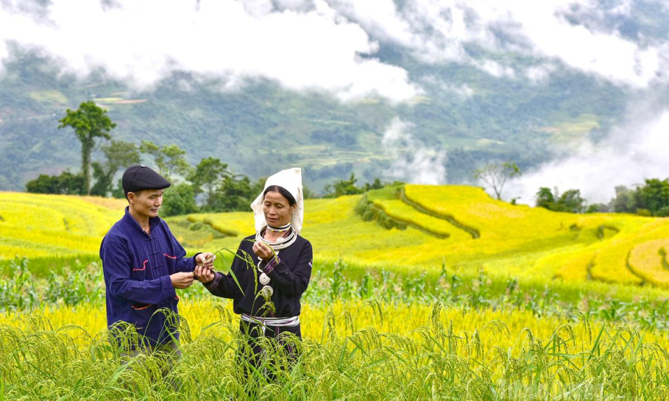 "Tọa độ m&ugrave;a v&agrave;ng&rdquo; non cao