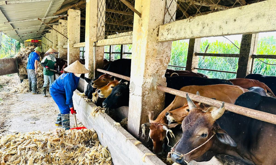 Giấc mơ x&acirc;y dựng thương hiệu b&ograve; H&rsquo;M&ocirc;ng