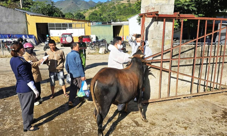 Triển khai ti&ecirc;m hơn 54.000 liều vắc xin ph&ograve;ng, chống bệnh Vi&ecirc;m da nổi cục
