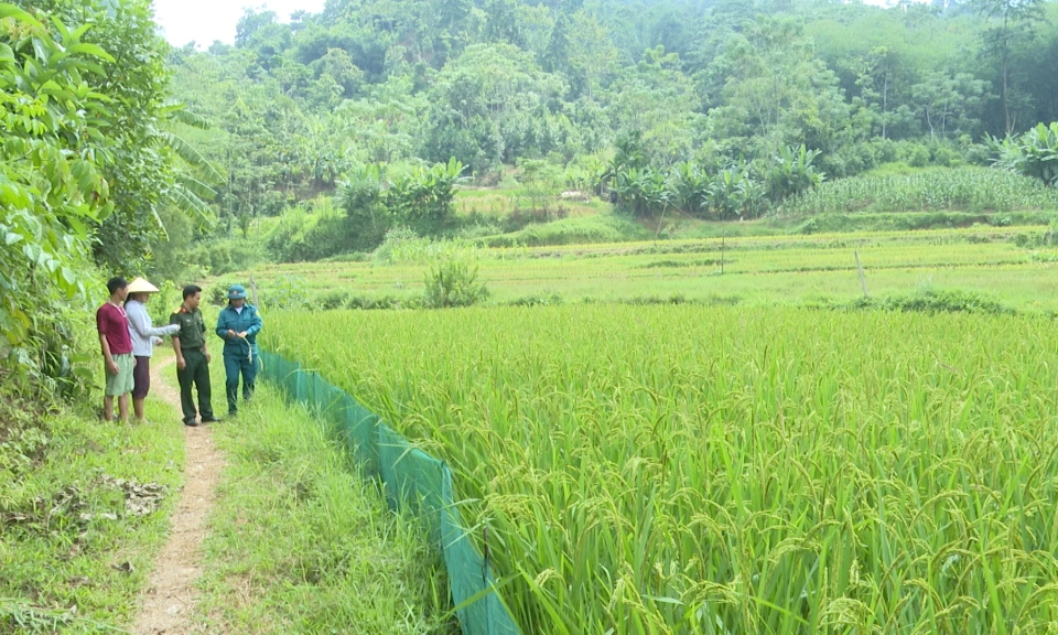 D&acirc;n qu&acirc;n ti&ecirc;n phong ph&aacute;t triển kinh tế