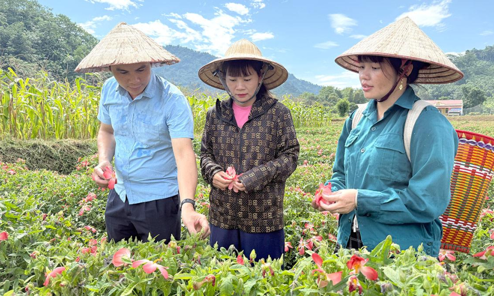 Hướng về cơ sở