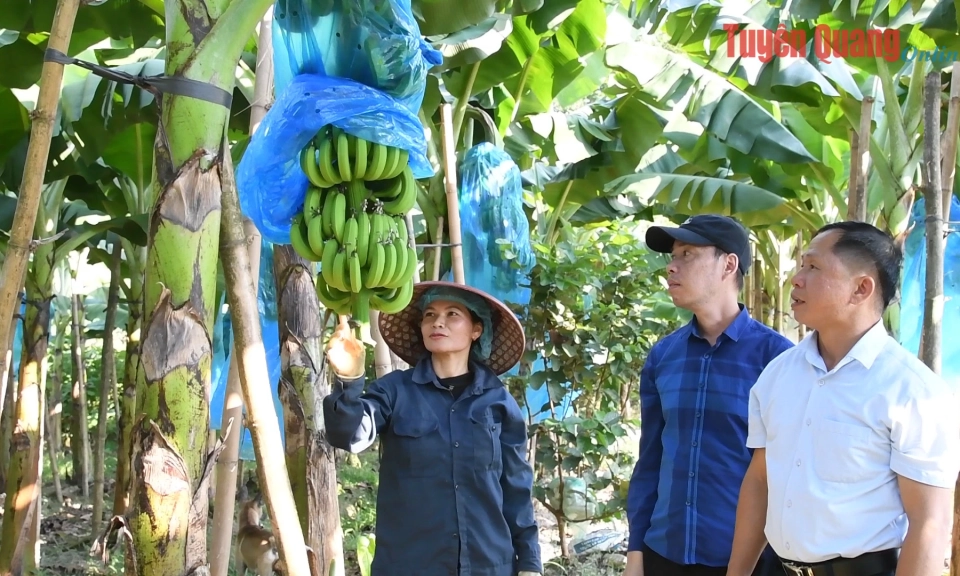 Bắt đất ngh&egrave;o sinh quả ngọt