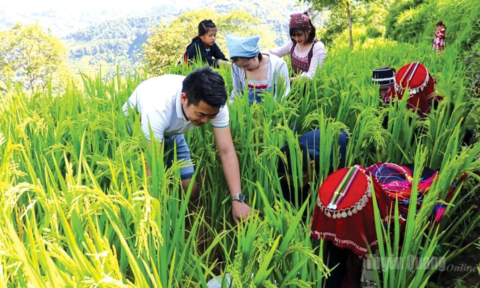 M&ugrave;a c&aacute; ch&eacute;p tr&ecirc;n ruộng bậc thang