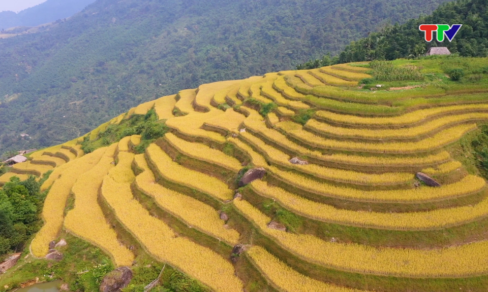 Điểm hẹn xứ Tuy&ecirc;n| M&ugrave;a v&agrave;ng tr&ecirc;n bản l&agrave;ng