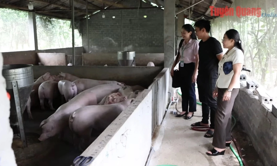 Chủ động ph&ograve;ng chống dịch bệnh từ m&ocirc;i trường chăn nu&ocirc;i