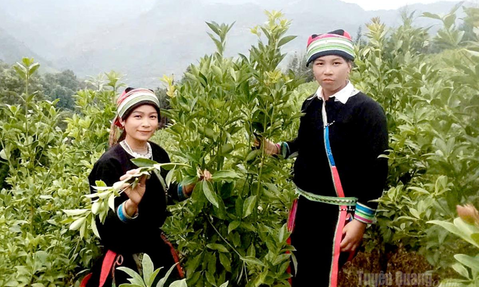 Đồng h&agrave;nh c&ugrave;ng phụ nữ ph&aacute;t triển kinh tế
